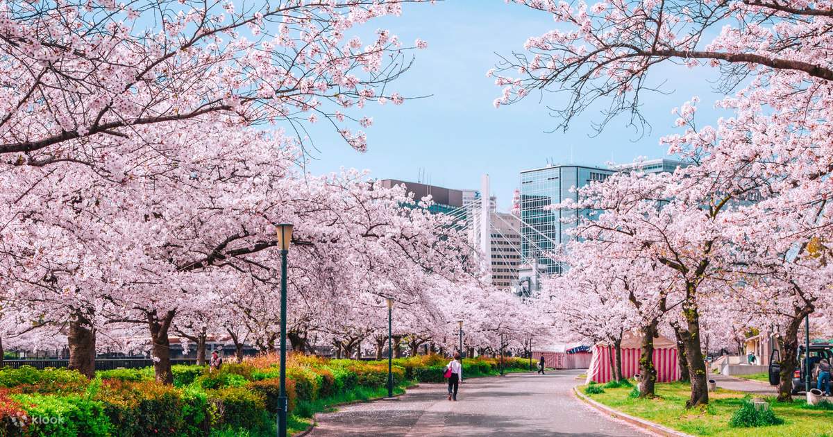 spring-in-tokyo-cherry-blossom-walk-hanami-experience-klook-united